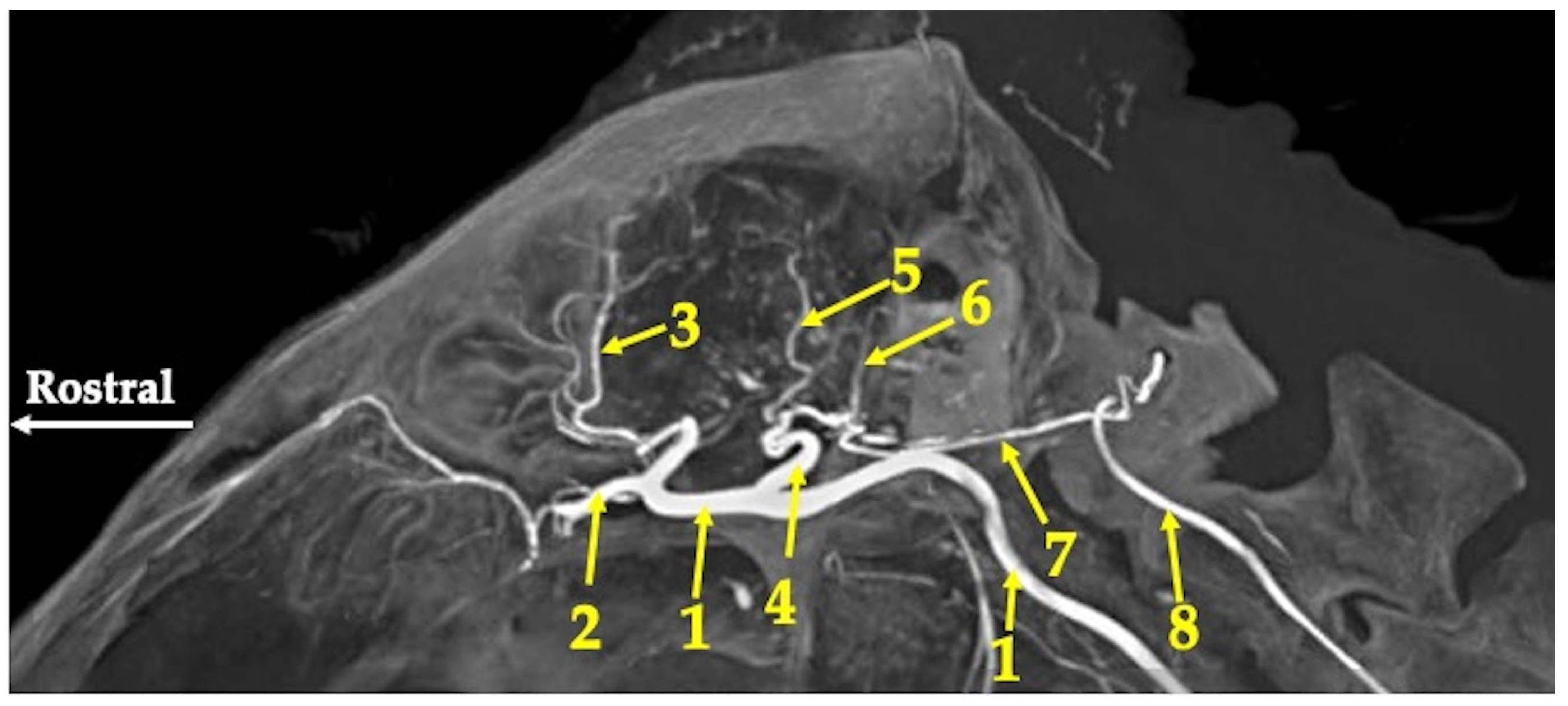 Animals 13 02744 g005