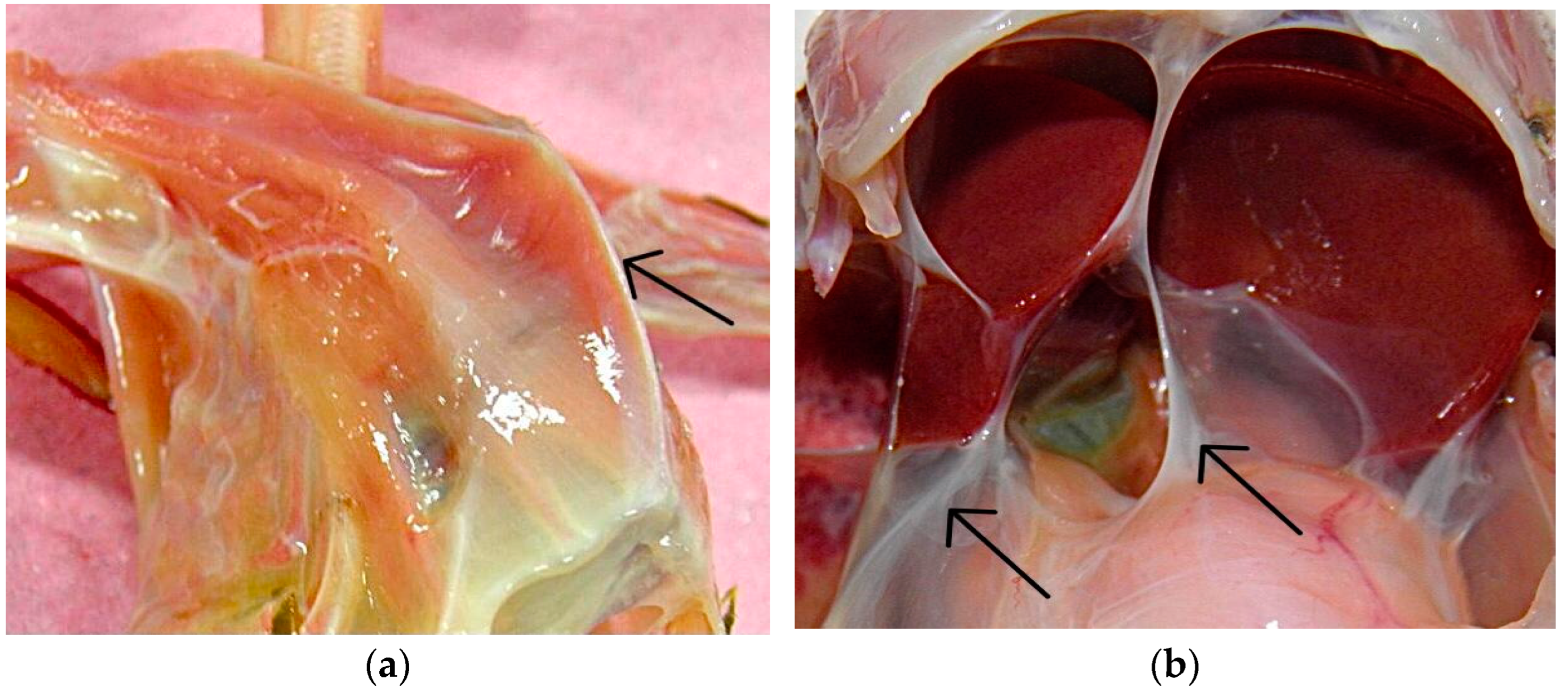 Animals 13 02750 g002