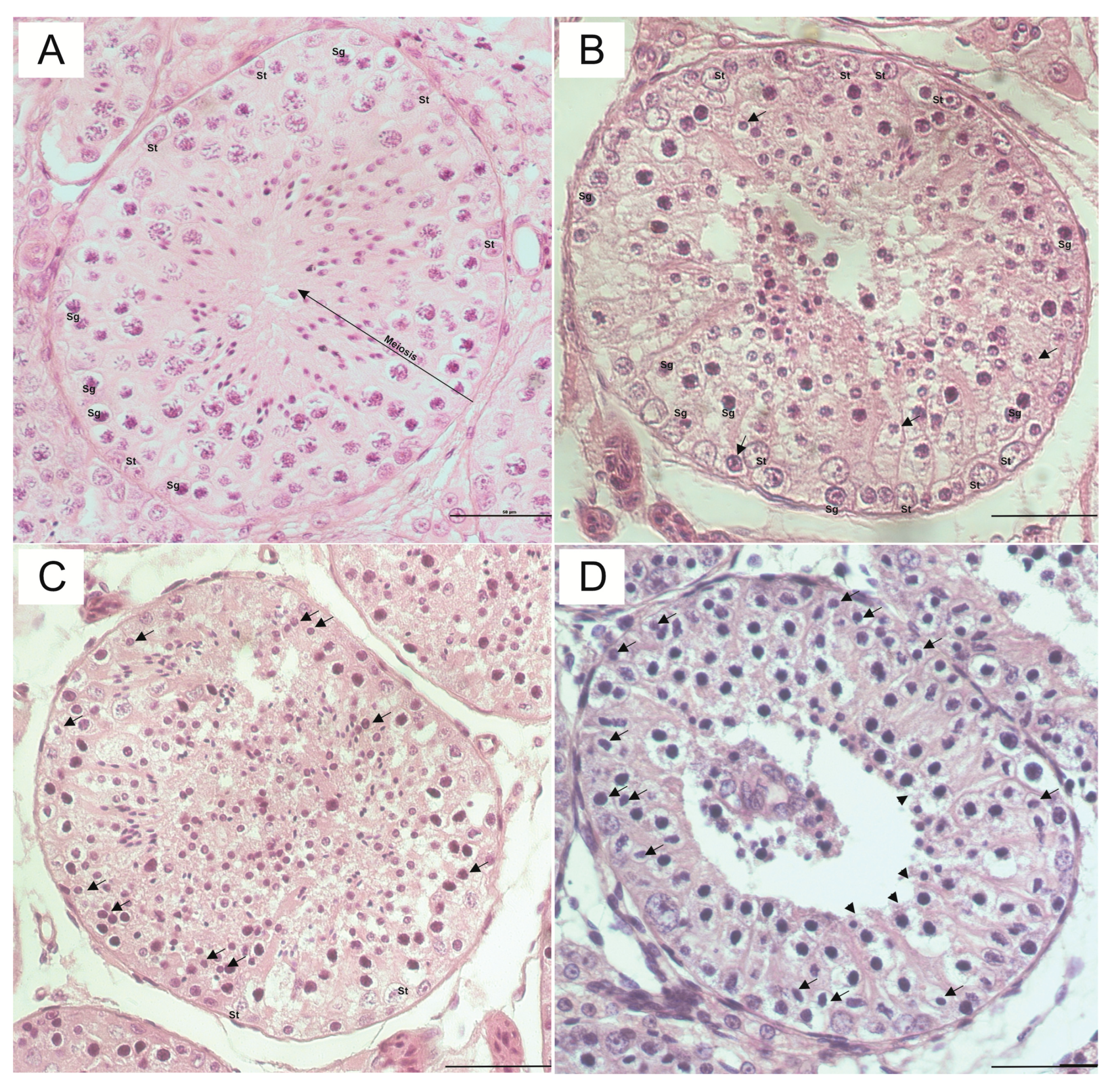 Animals 13 02768 g003