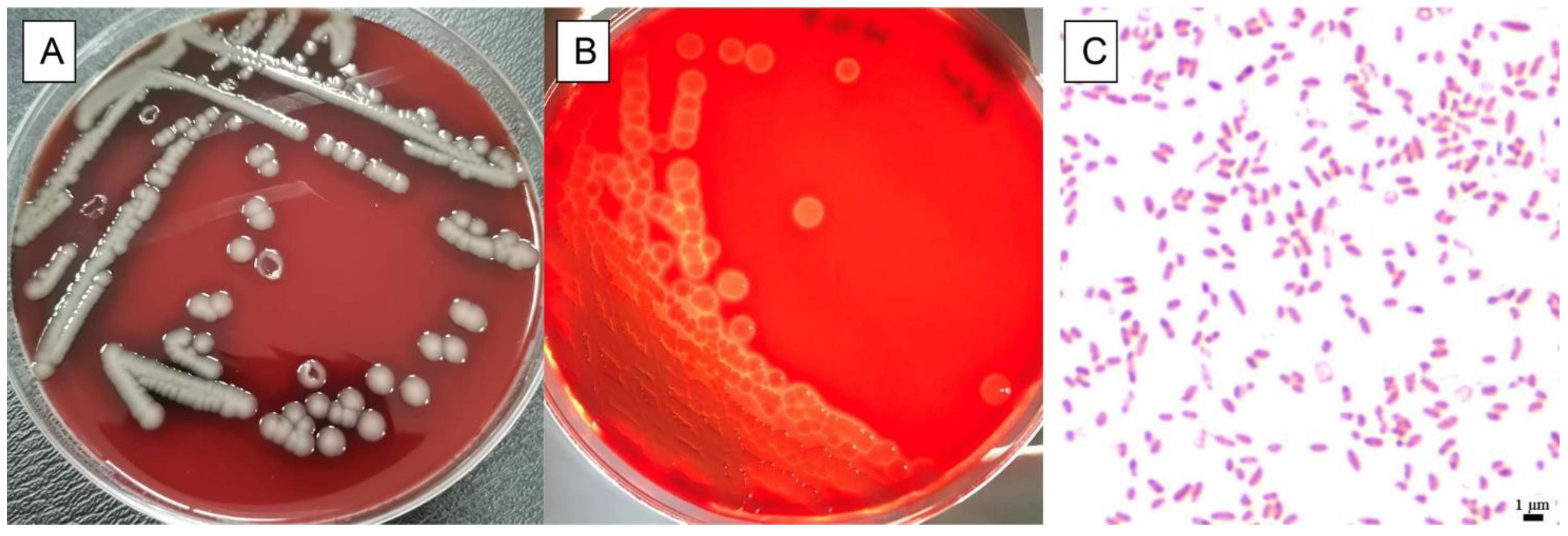 Animals 13 02779 g001