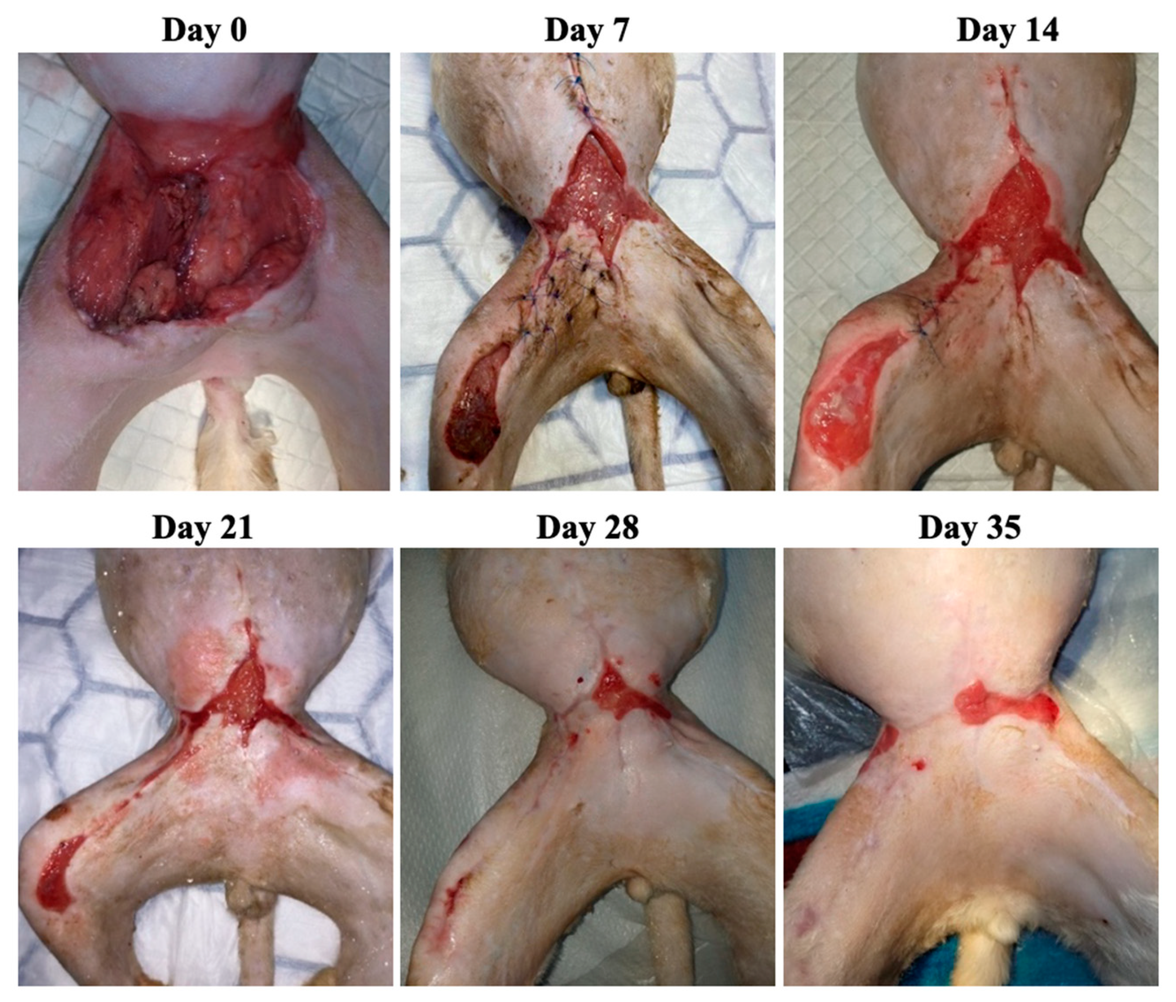 Animals 13 02796 g003