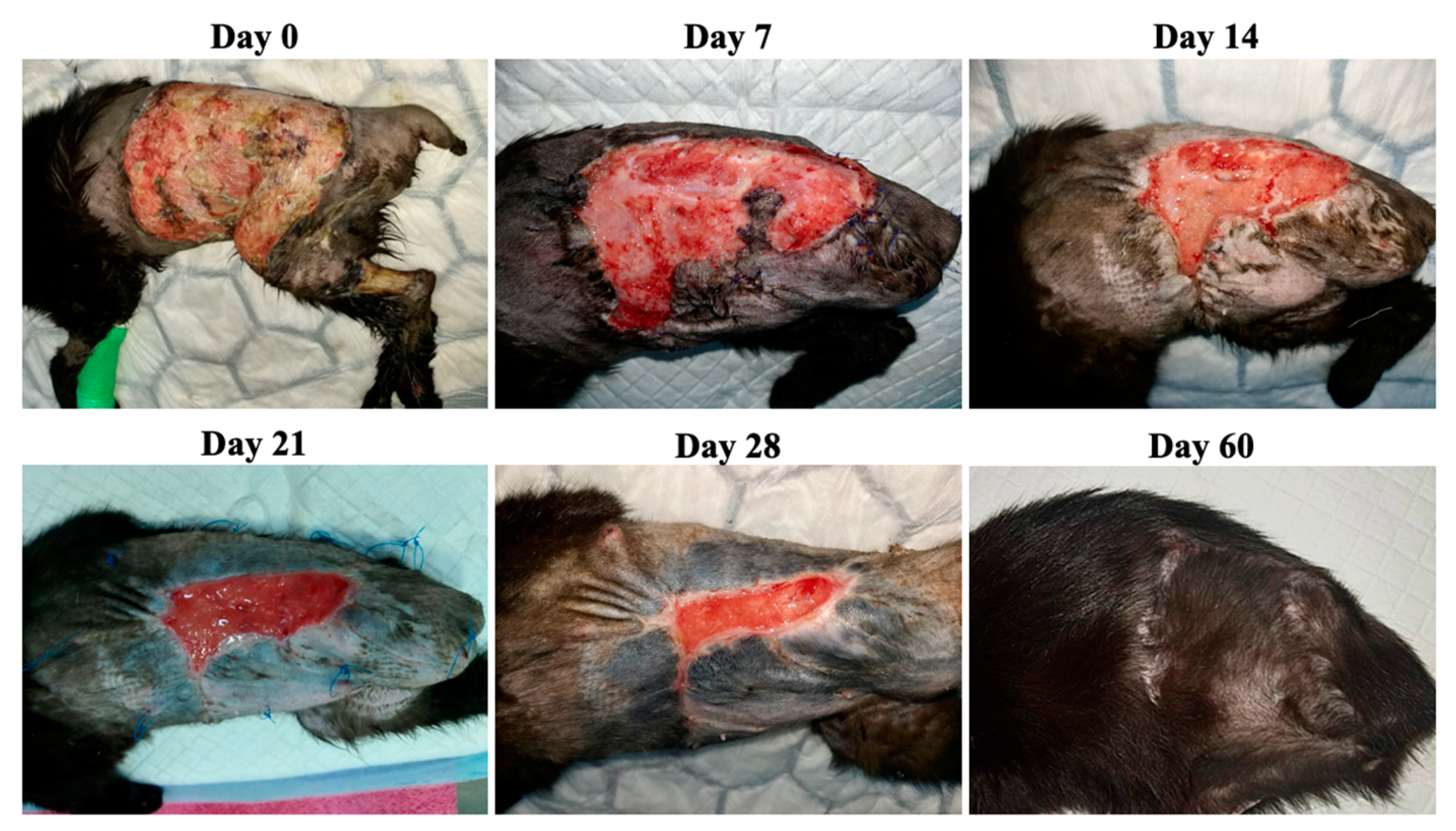 Animals 13 02796 g005