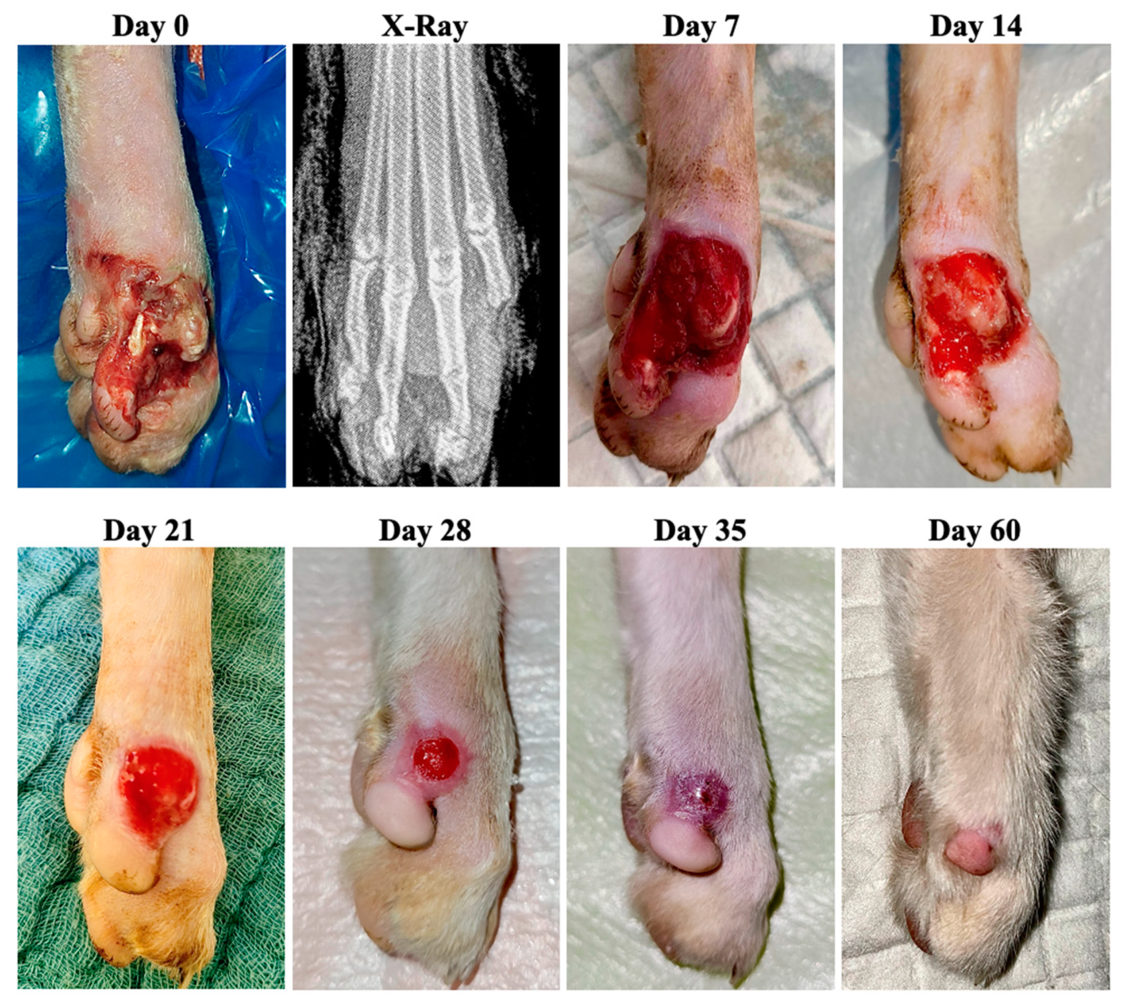 Animals 13 02796 g009