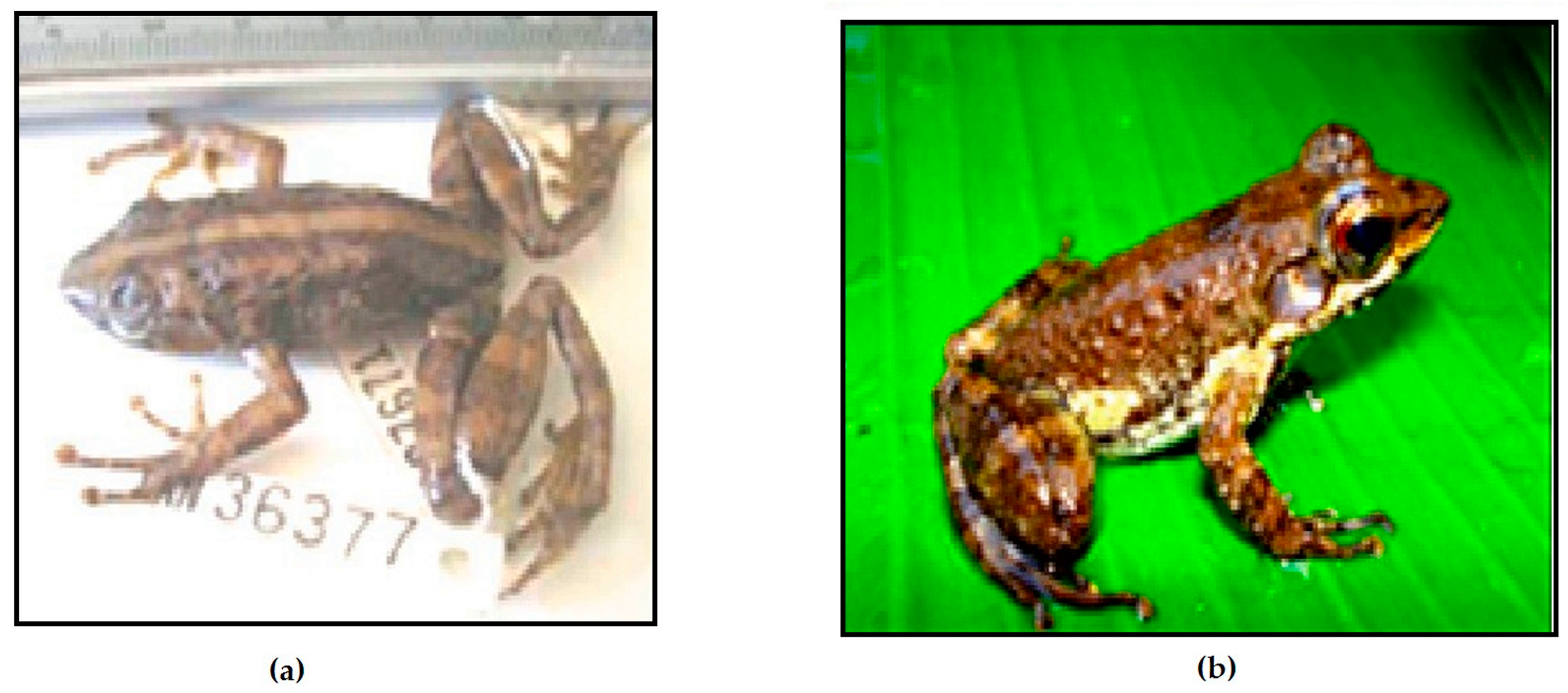 Animals 13 02800 g006