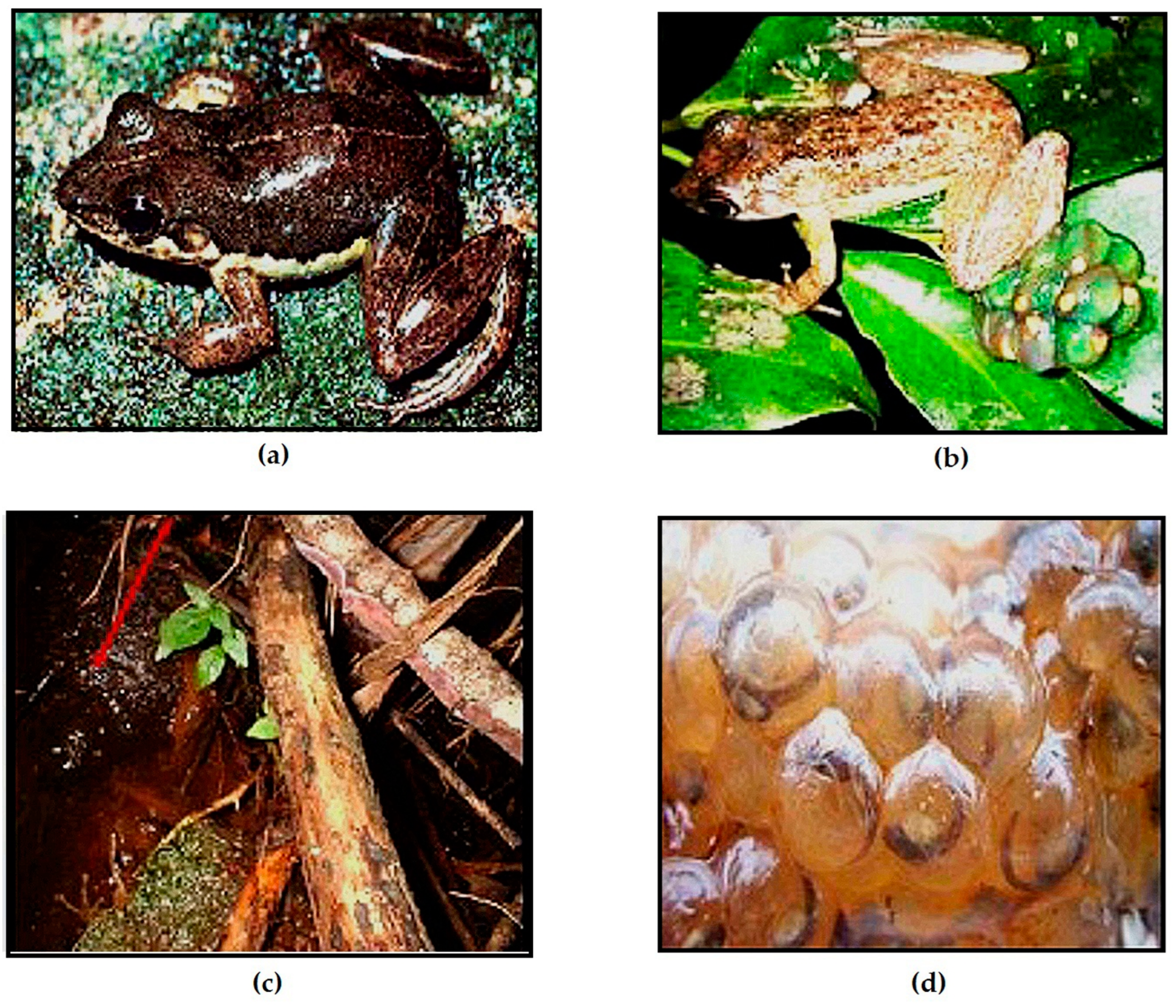 Animals 13 02800 g013