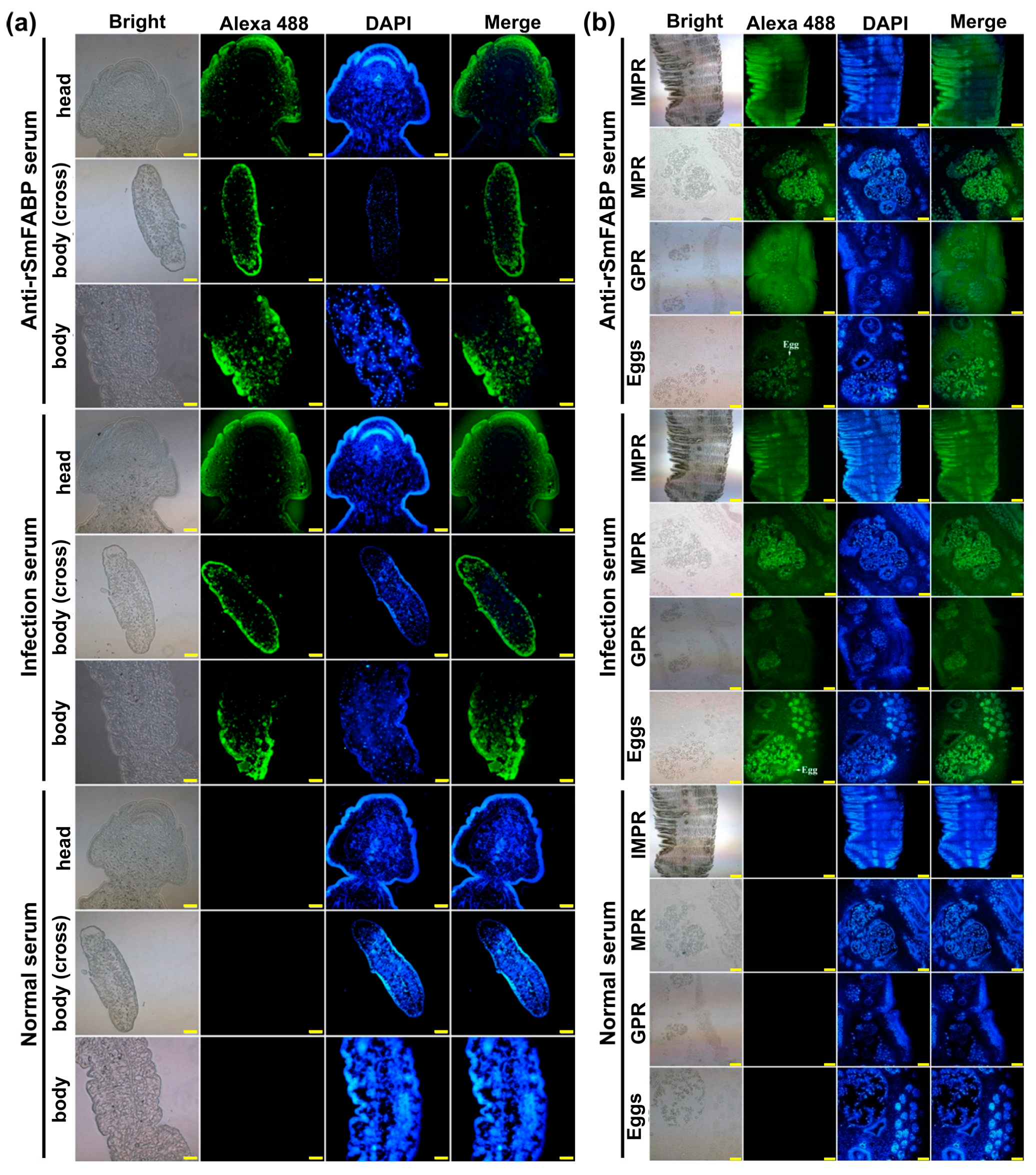 Animals 13 02855 g004