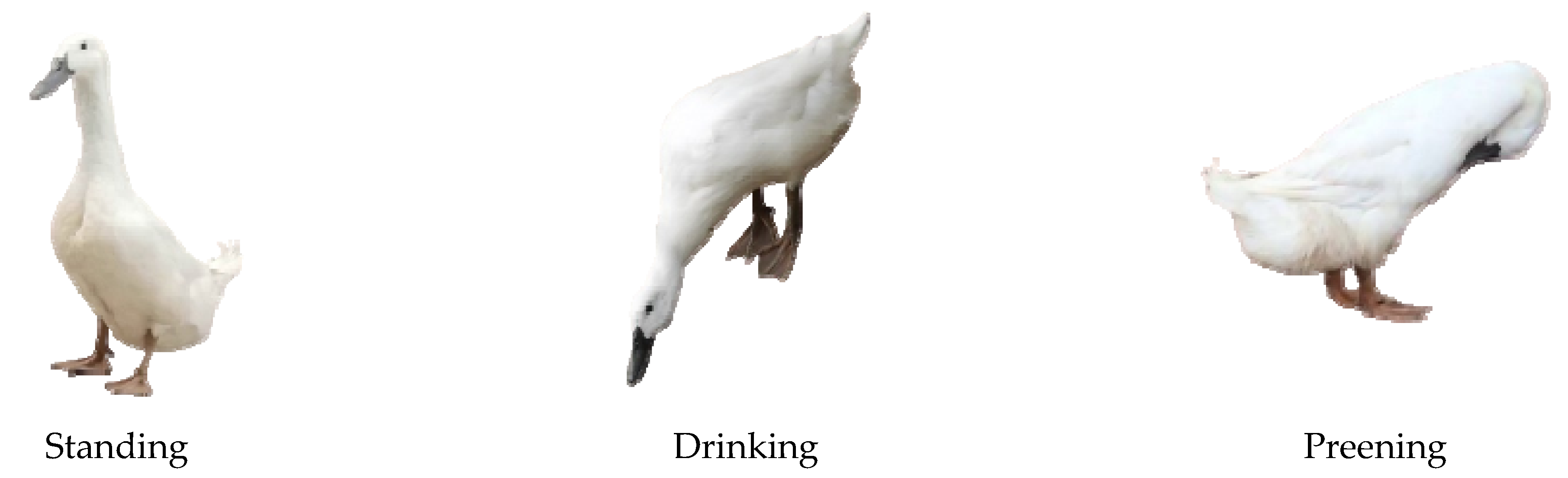 Animals 13 02878 g003a