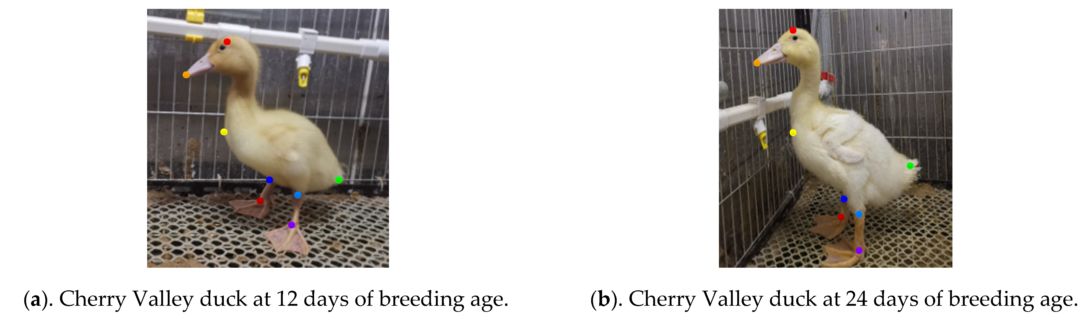 Animals 13 02878 g008