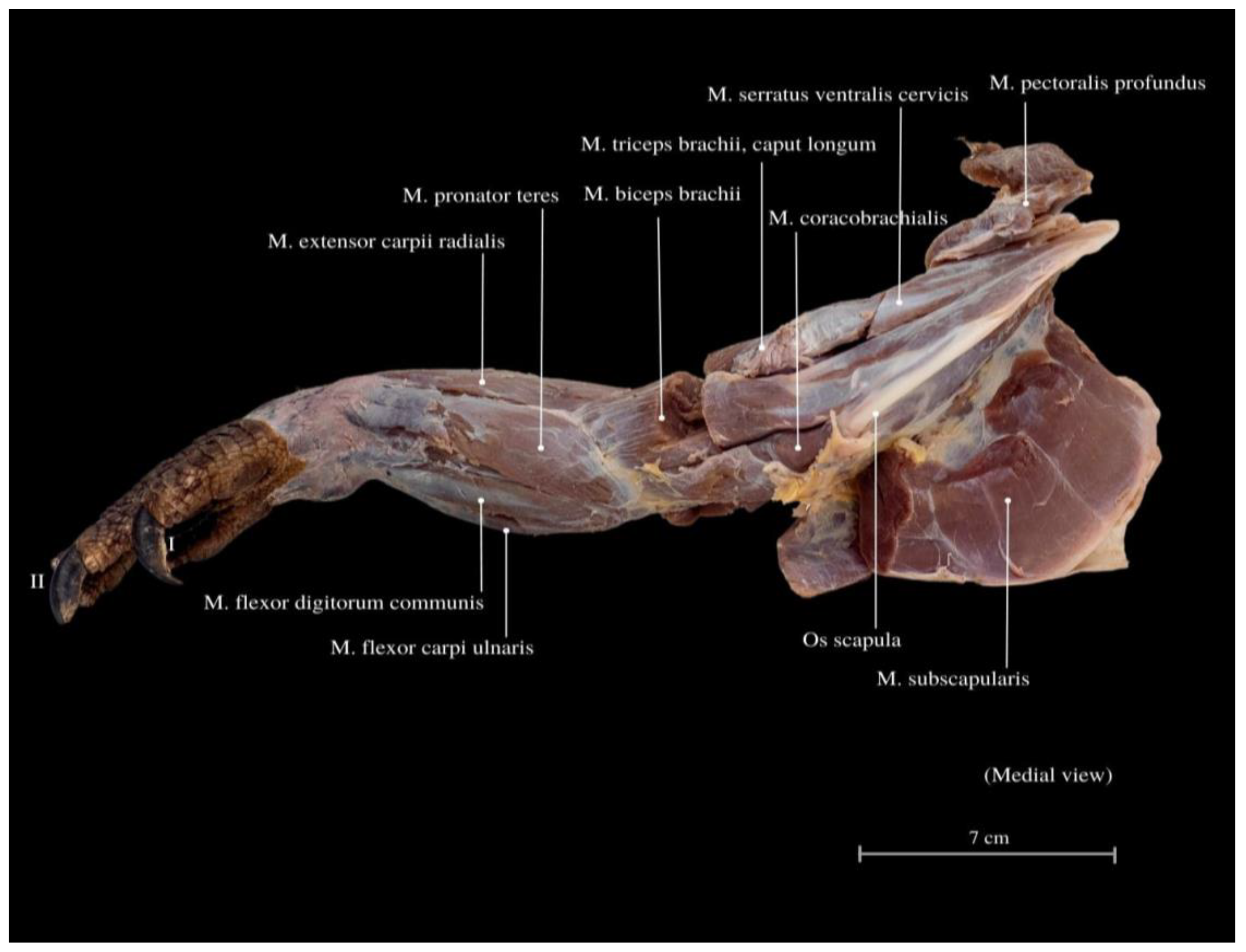 Animals 13 02895 g006