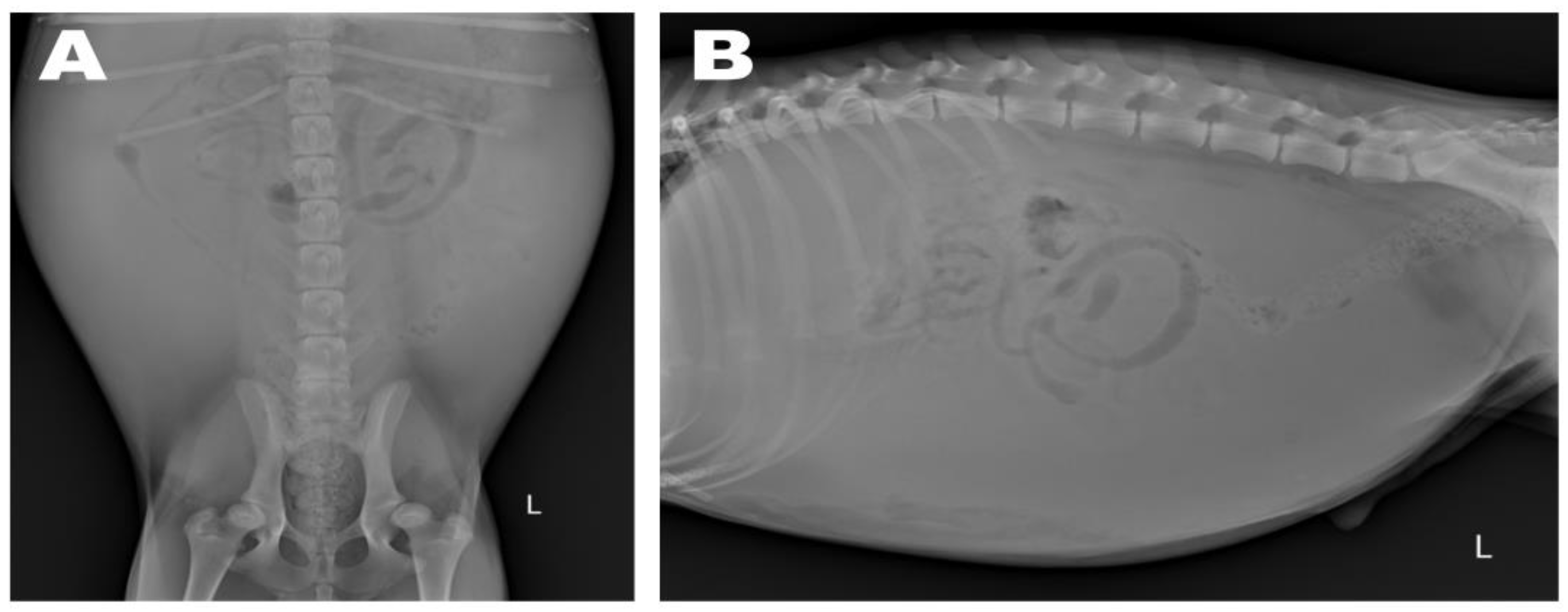 Animals 13 02921 g001