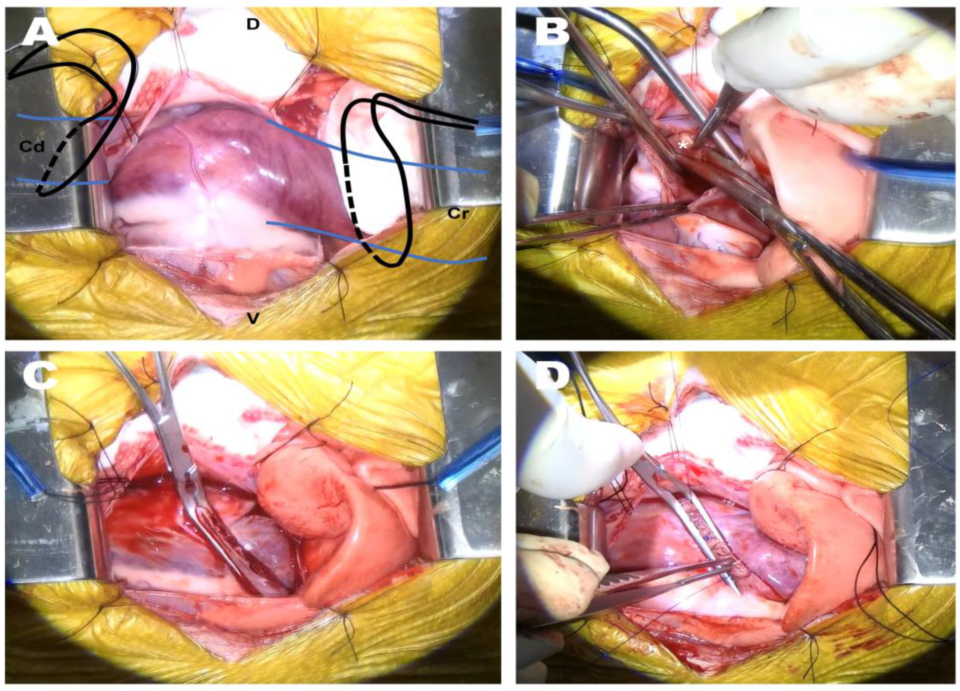 Animals 13 02921 g004