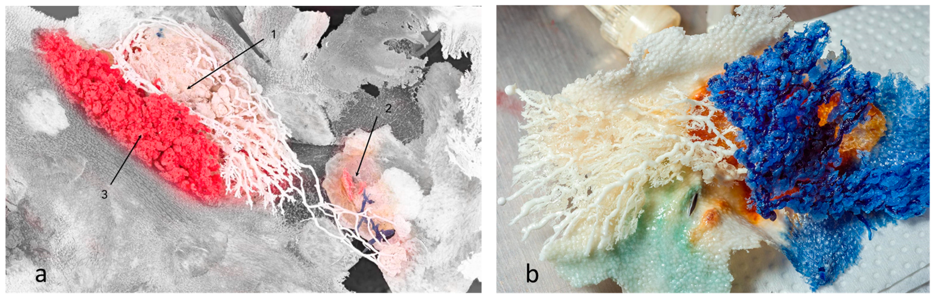 Animals 13 02932 g003 Animals 13 02932 g003