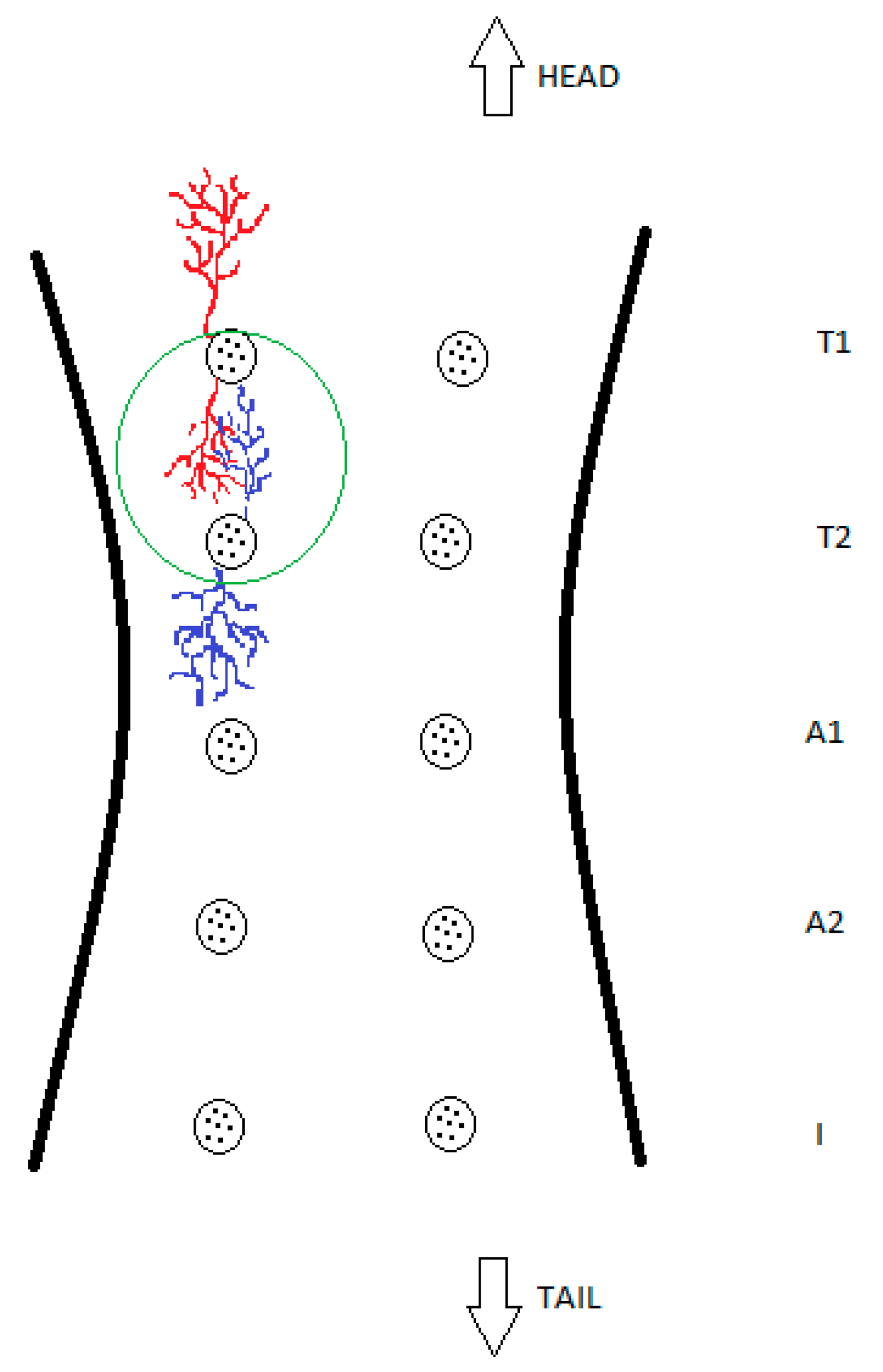 Animals 13 02932 g004 Animals 13 02932 g004