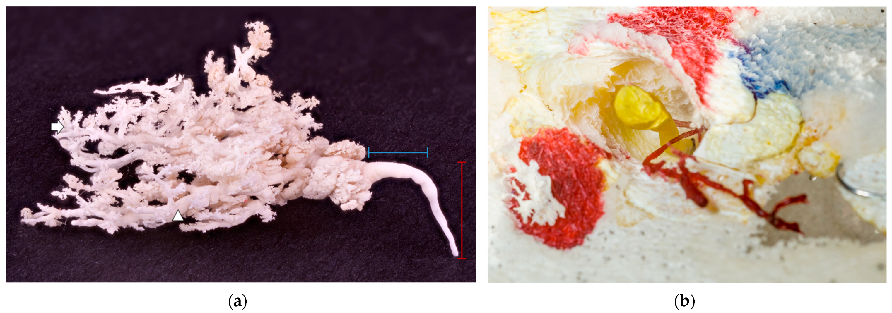 Animals 13 02932 g005 Animals 13 02932 g005