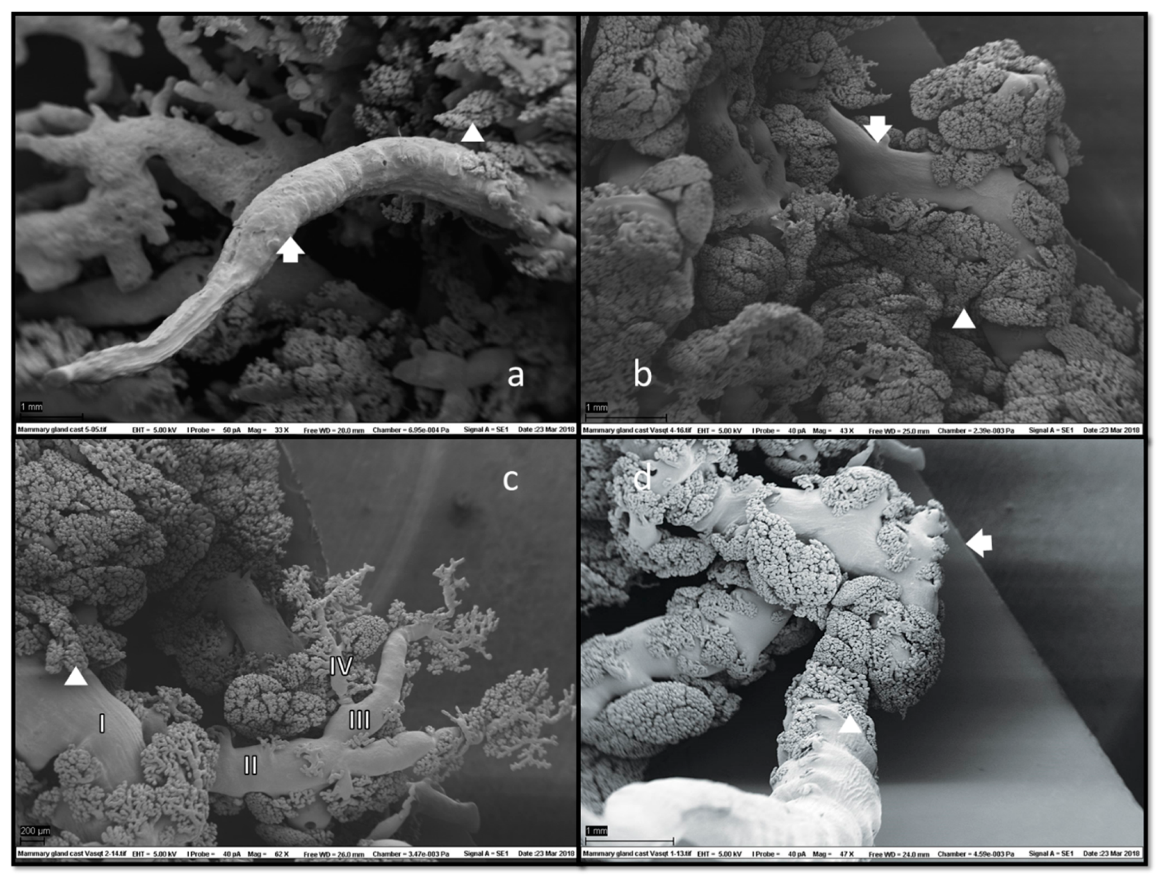 Animals 13 02932 g006 Animals 13 02932 g006