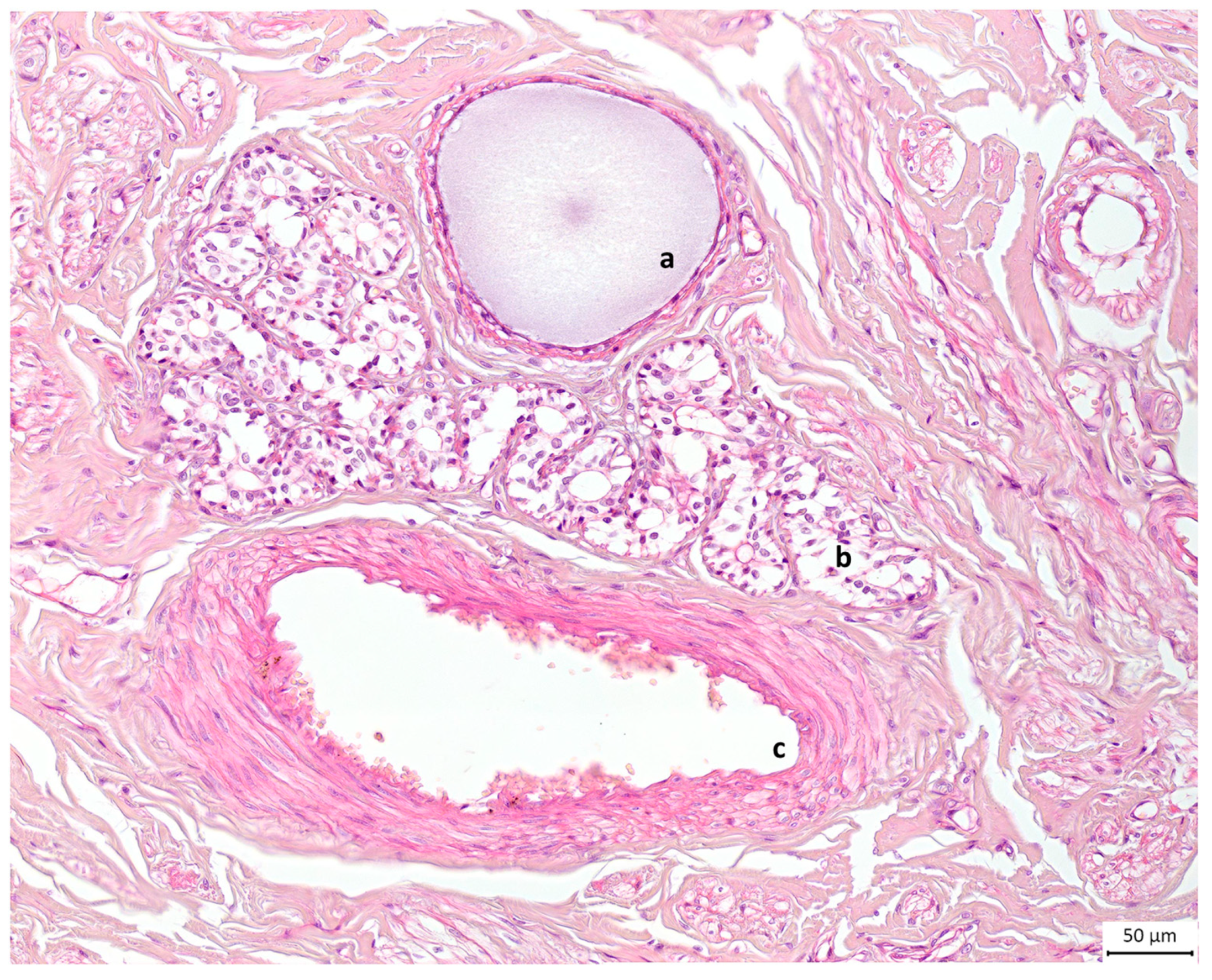 Animals 13 02932 g007 Animals 13 02932 g007