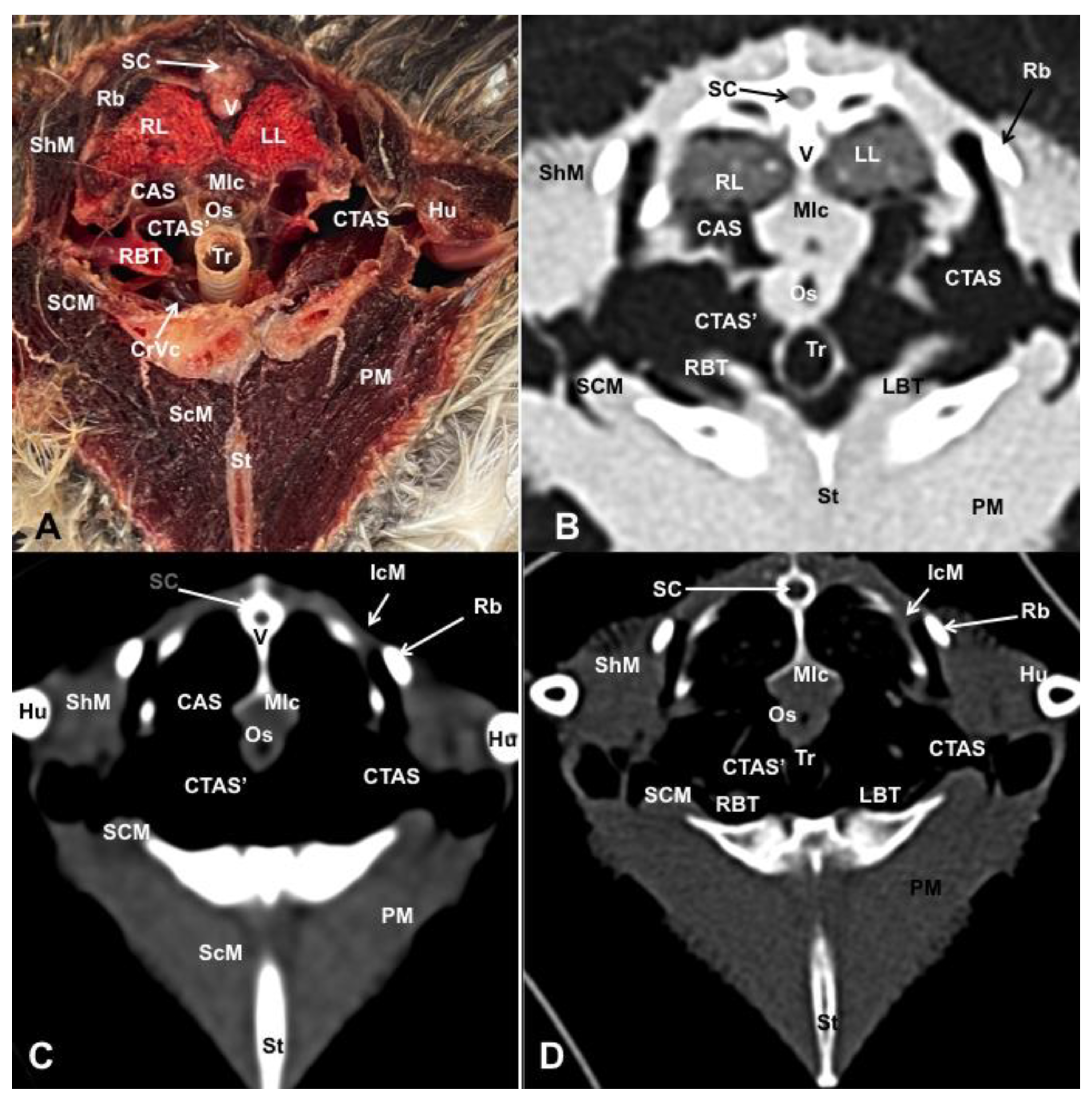 Animals 13 02933 g003