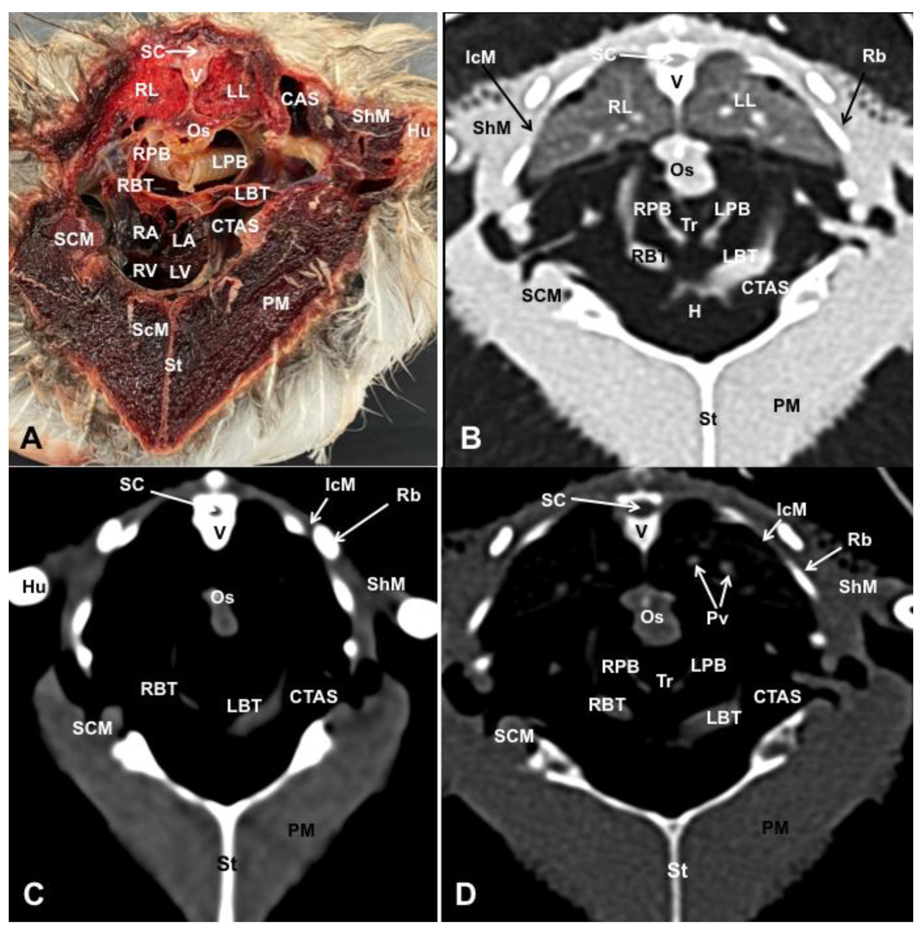 Animals 13 02933 g004