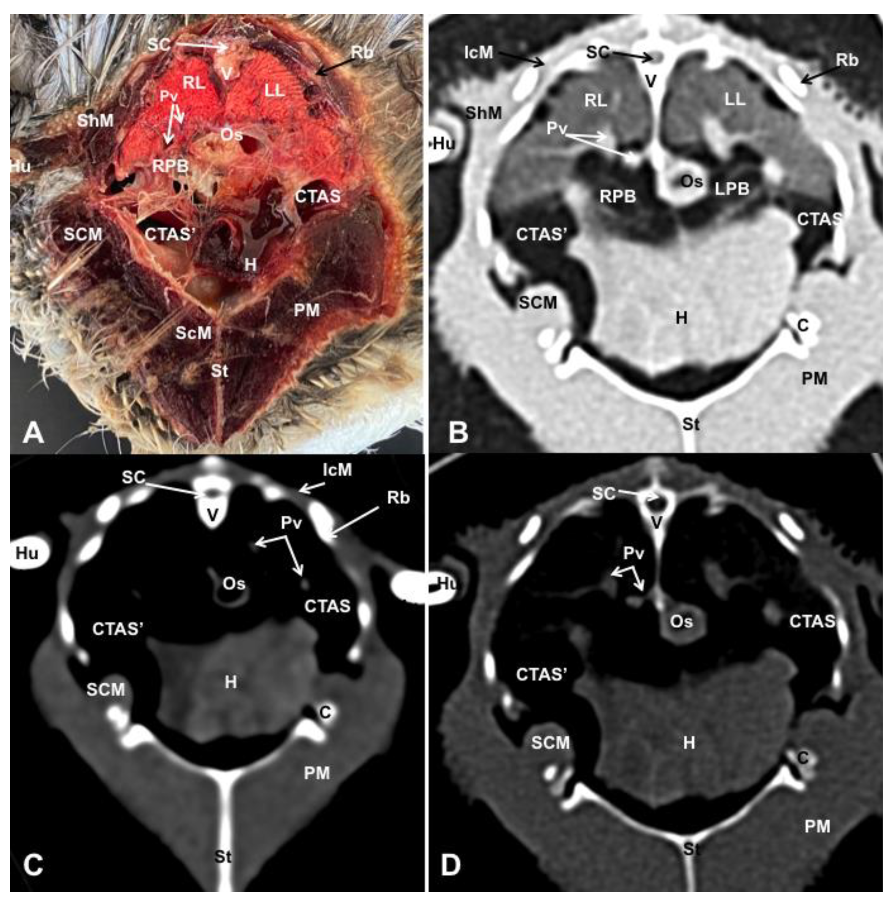 Animals 13 02933 g005