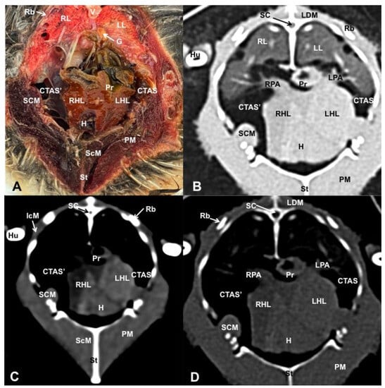 Animals 13 02933 g006