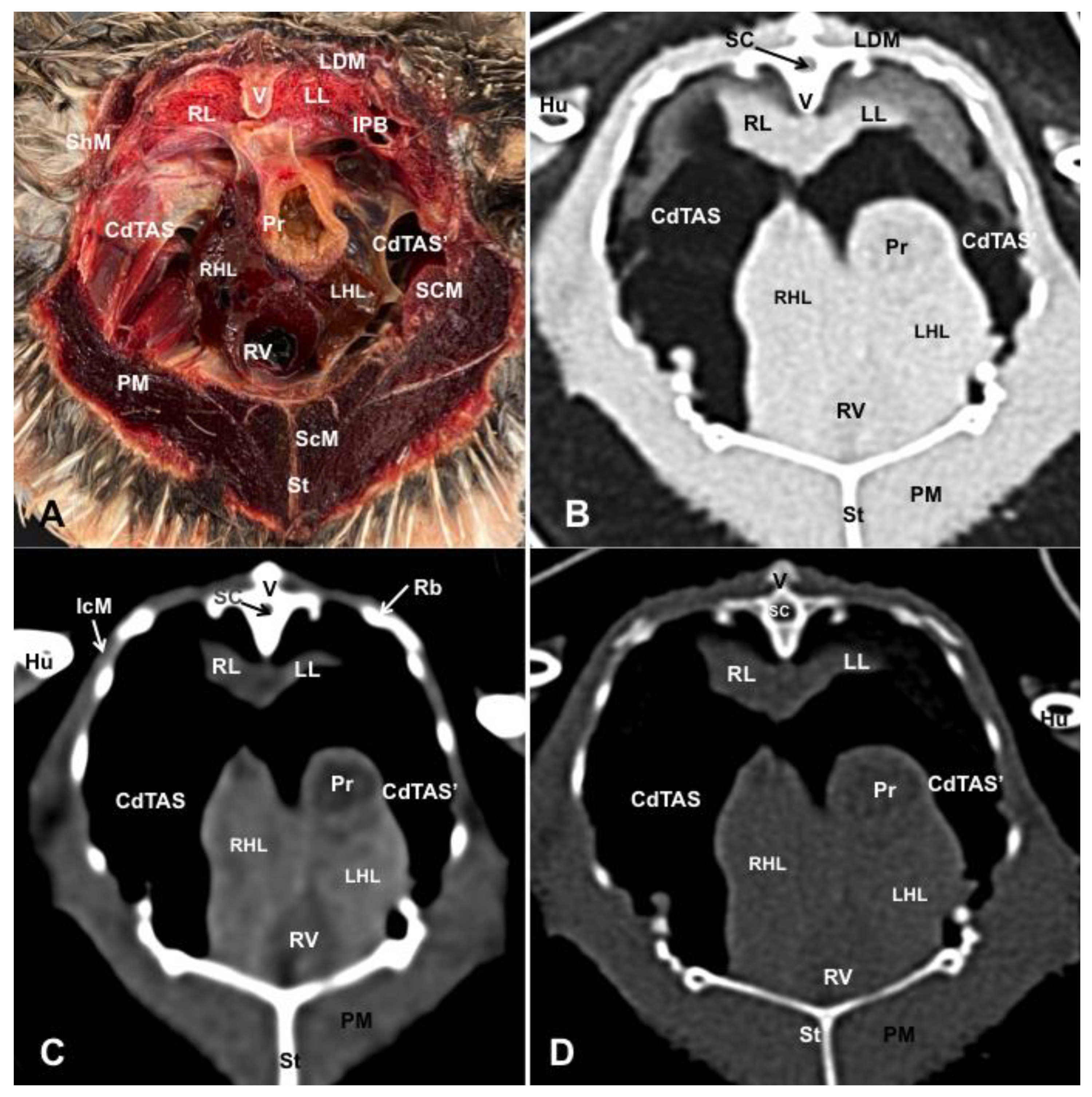 Animals 13 02933 g007