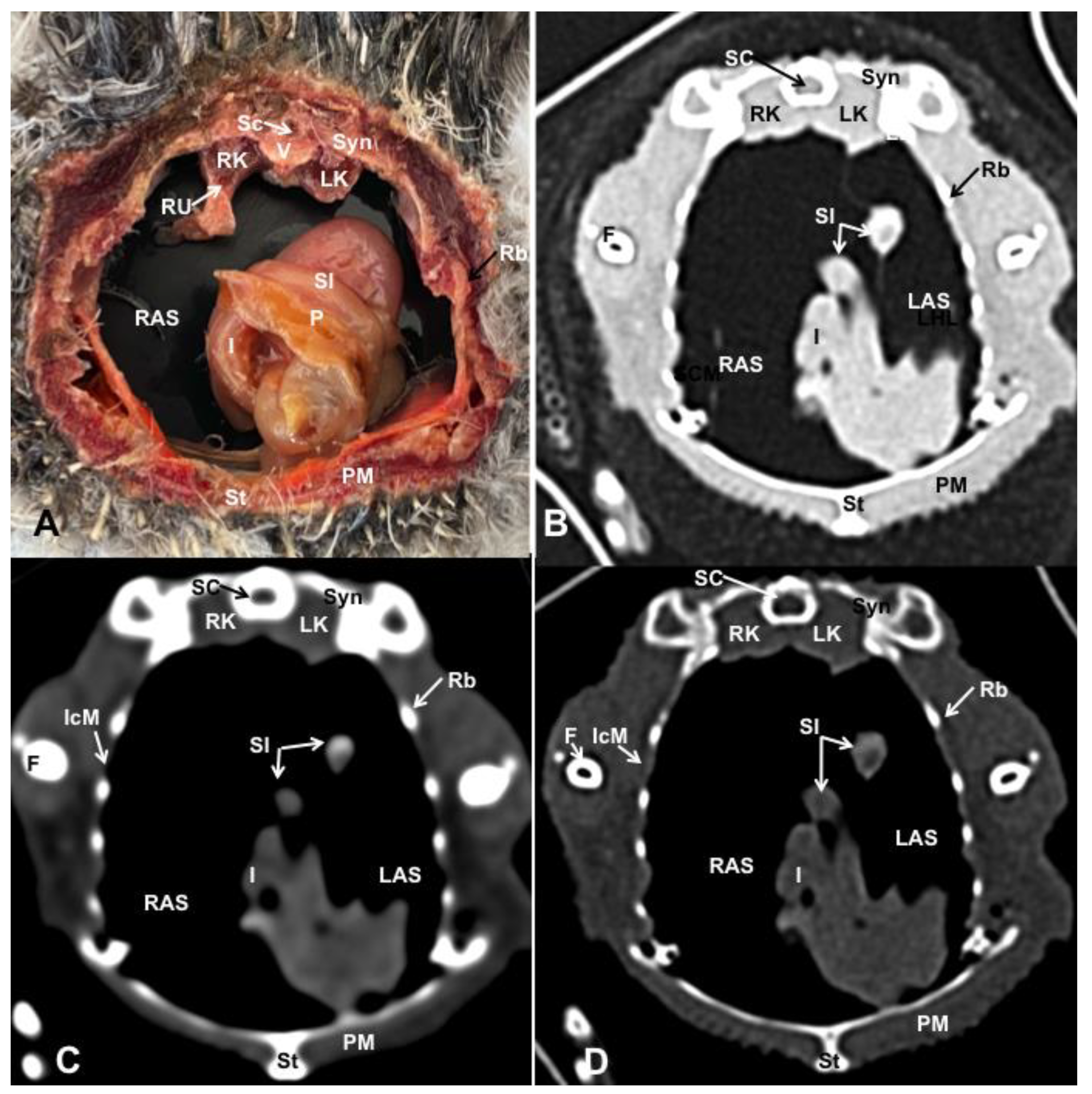 Animals 13 02933 g010