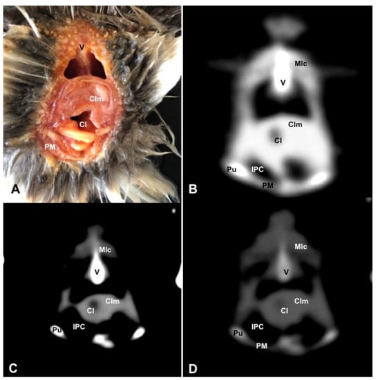 Animals 13 02933 g011