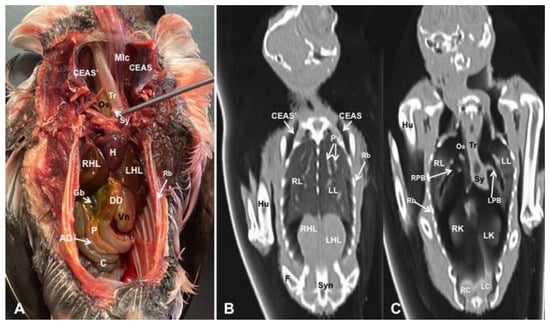 Animals 13 02933 g012