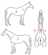 Animals 13 02943 i002