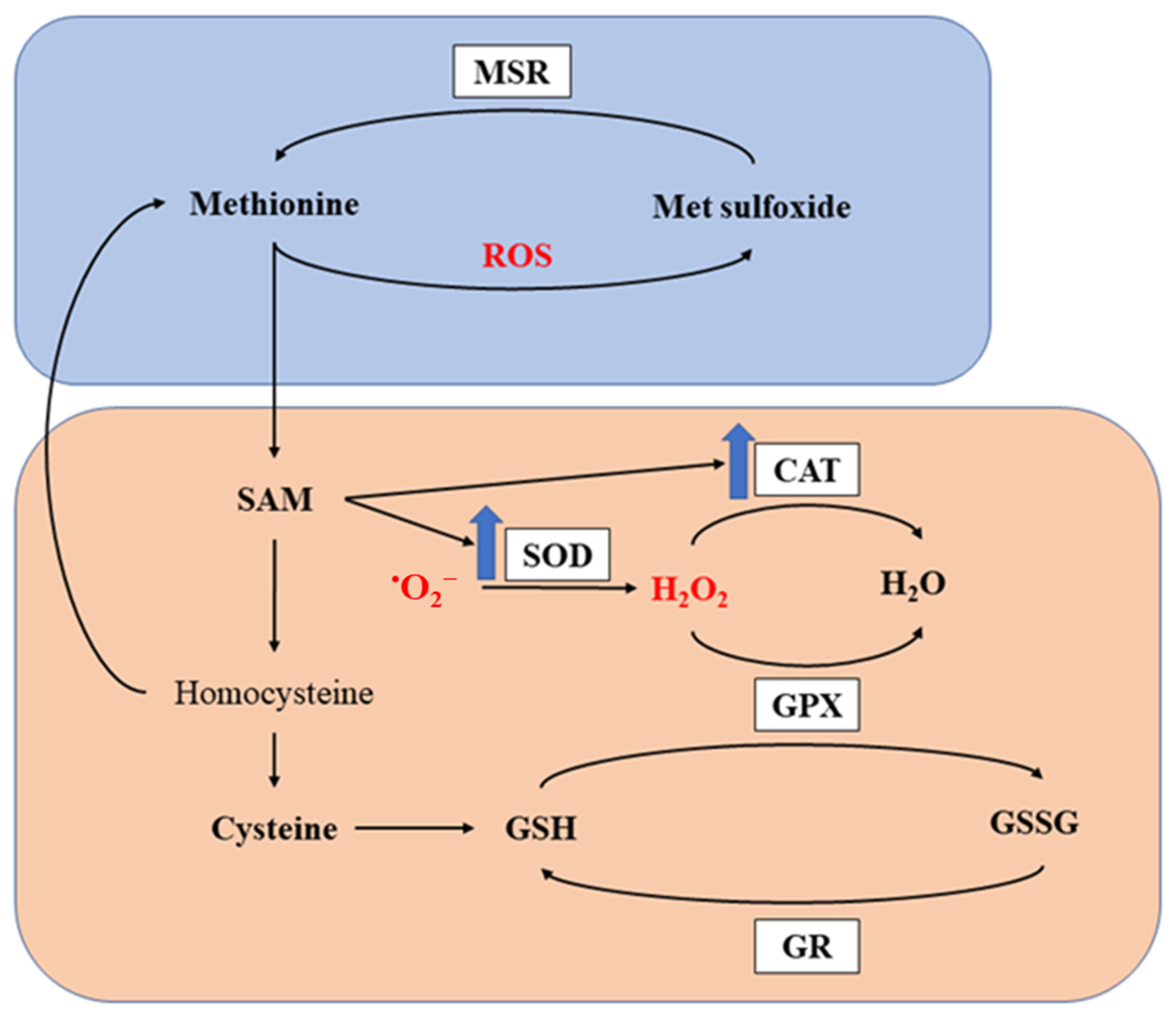 Animals 13 02949 g003 Animals 13 02949 g003