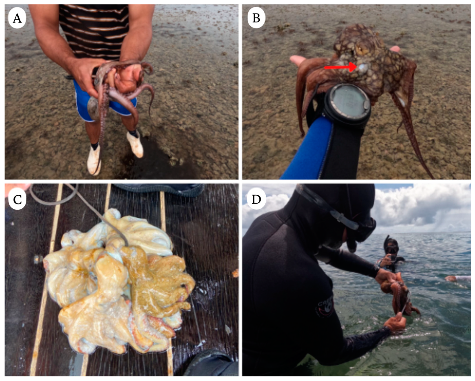 Animals 13 03021 g001