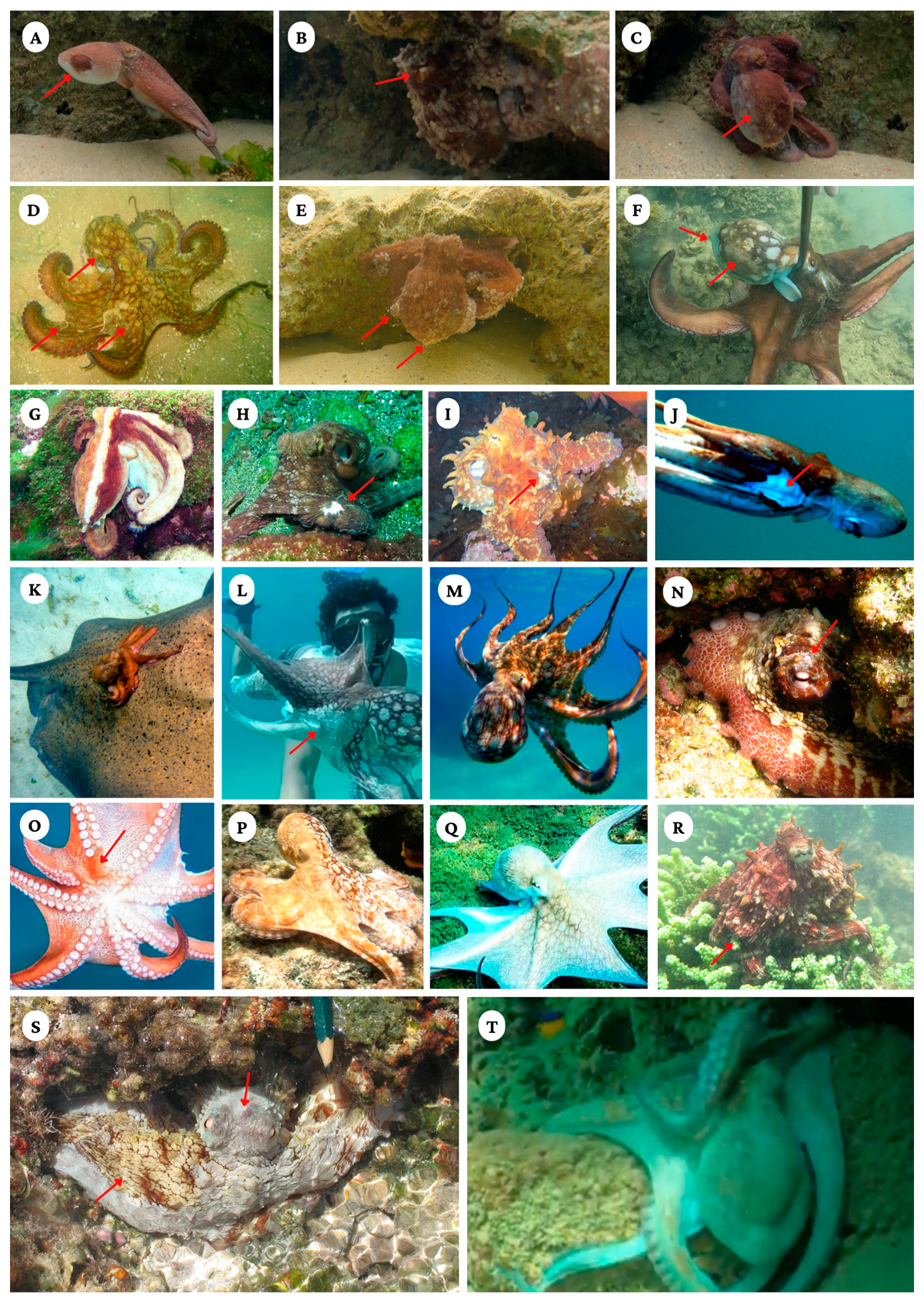 Animals 13 03021 g004