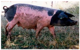 Animals 13 03072 i002 Animals 13 03072 i002