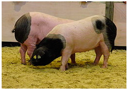 Animals 13 03072 i003 Animals 13 03072 i003