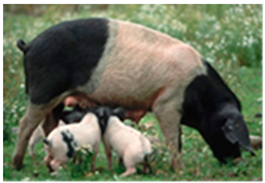 Animals 13 03072 i004 Animals 13 03072 i004