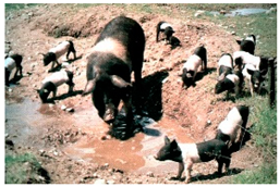 Animals 13 03072 i005 Animals 13 03072 i005