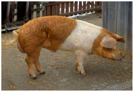 Animals 13 03072 i006 Animals 13 03072 i006