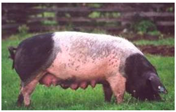 Animals 13 03072 i007 Animals 13 03072 i007