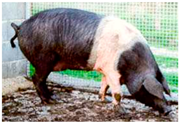 Animals 13 03072 i008 Animals 13 03072 i008