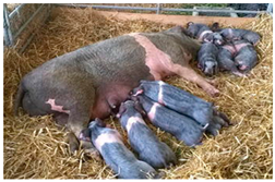 Animals 13 03072 i009 Animals 13 03072 i009