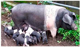 Animals 13 03072 i010 Animals 13 03072 i010