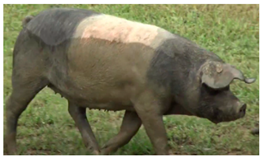 Animals 13 03072 i011 Animals 13 03072 i011