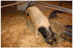 Animals 13 03072 i012 Animals 13 03072 i012