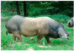 Animals 13 03072 i013 Animals 13 03072 i013