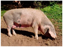 Animals 13 03072 i014 Animals 13 03072 i014