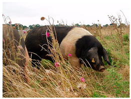 Animals 13 03072 i017 Animals 13 03072 i017