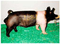 Animals 13 03072 i019 Animals 13 03072 i019