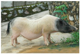 Animals 13 03072 i020 Animals 13 03072 i020