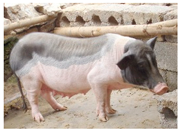 Animals 13 03072 i021 Animals 13 03072 i021