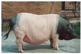 Animals 13 03072 i022 Animals 13 03072 i022